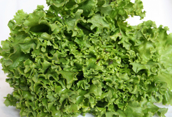 Lettuce - GREEN Leaf (LOCAL)